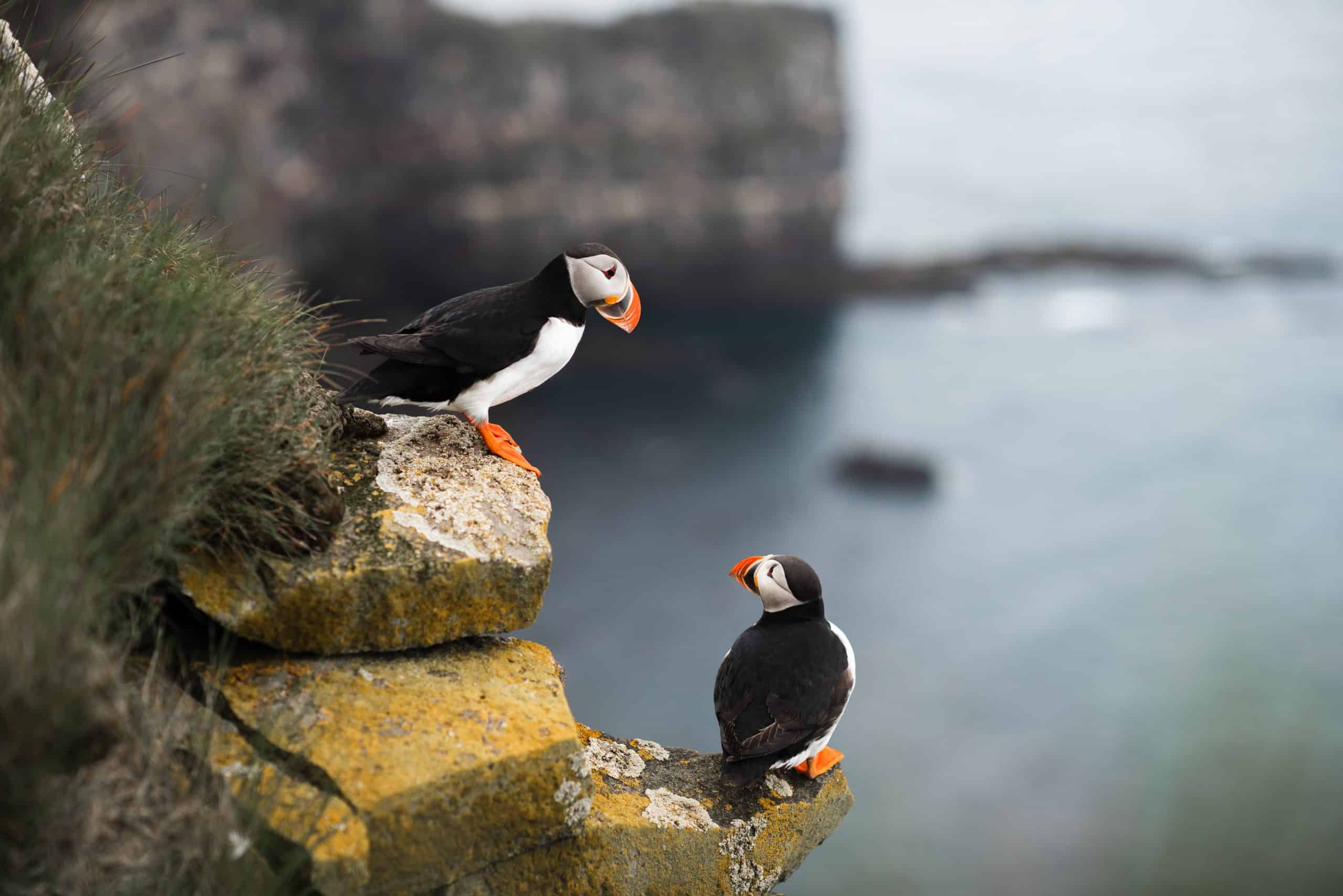 norway landscape, puffins