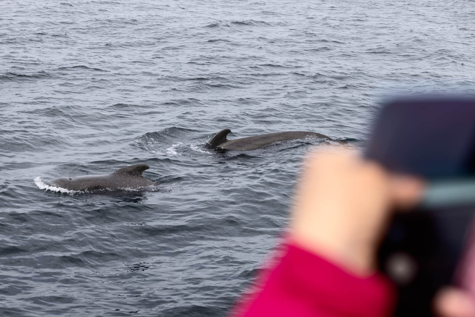 whale watching cruise