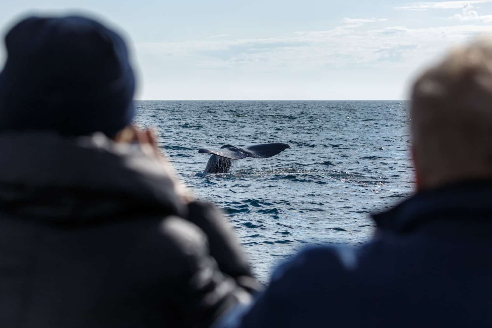 Whale Watching in Norway | Where to See Orca Whales