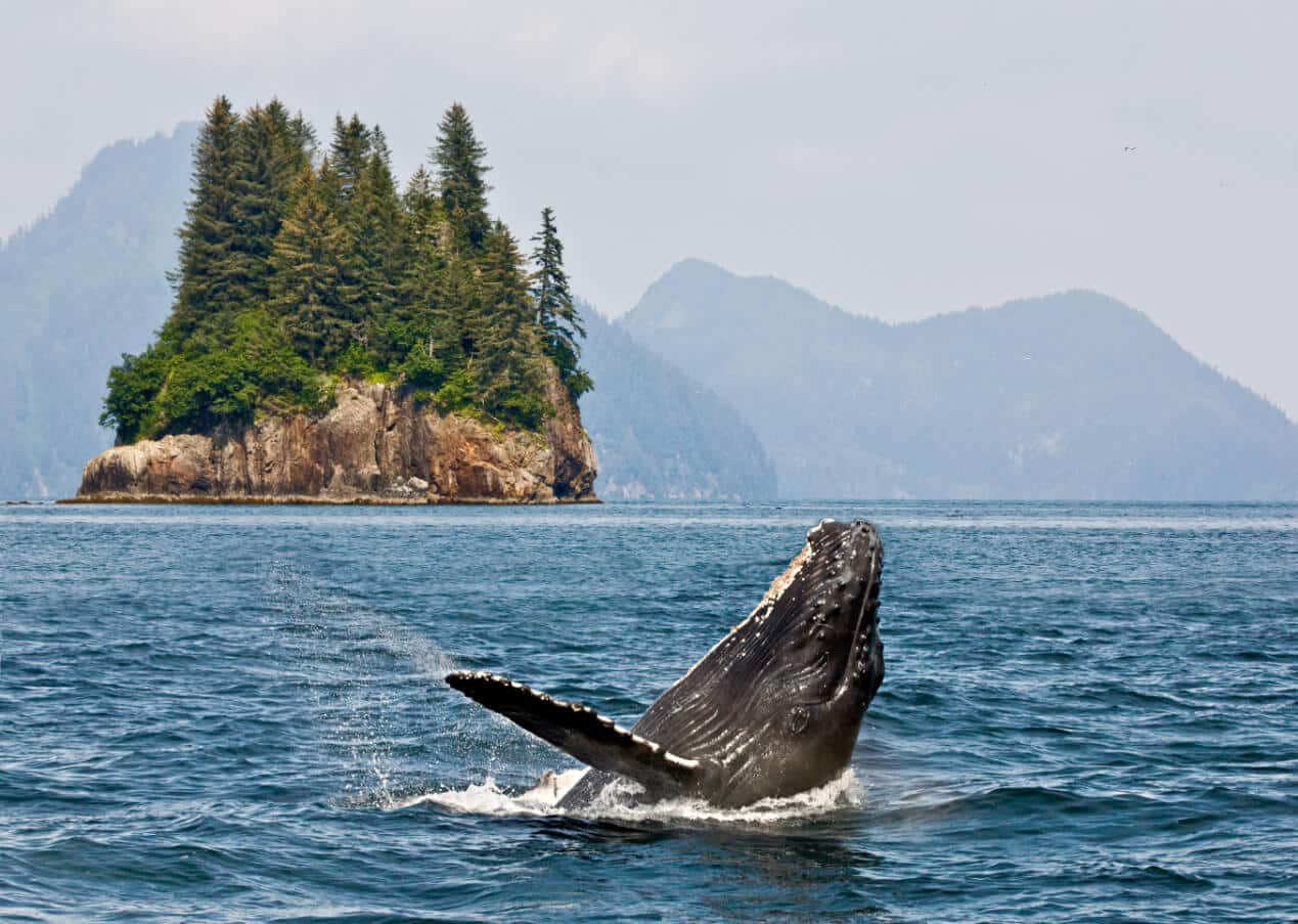 whale watching trips