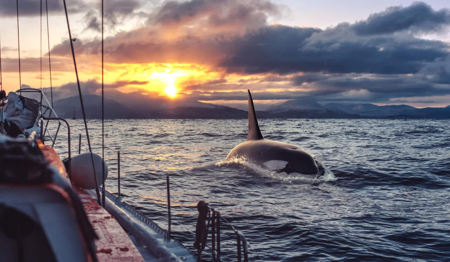 whale watching norway