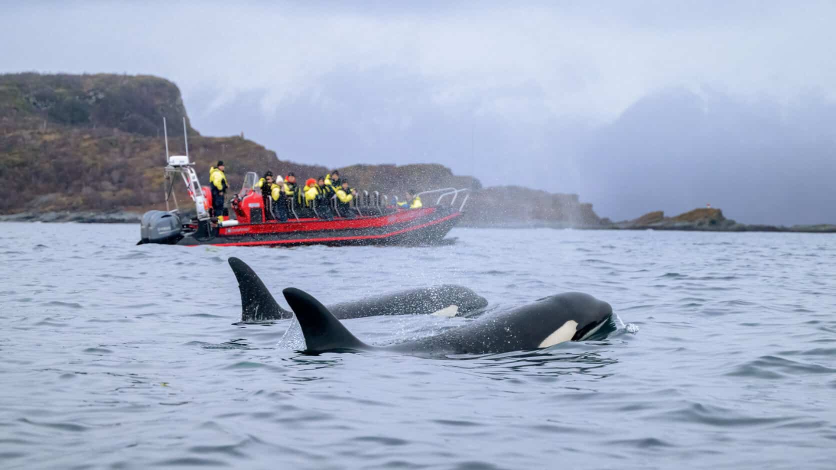 whale watching norway tromso