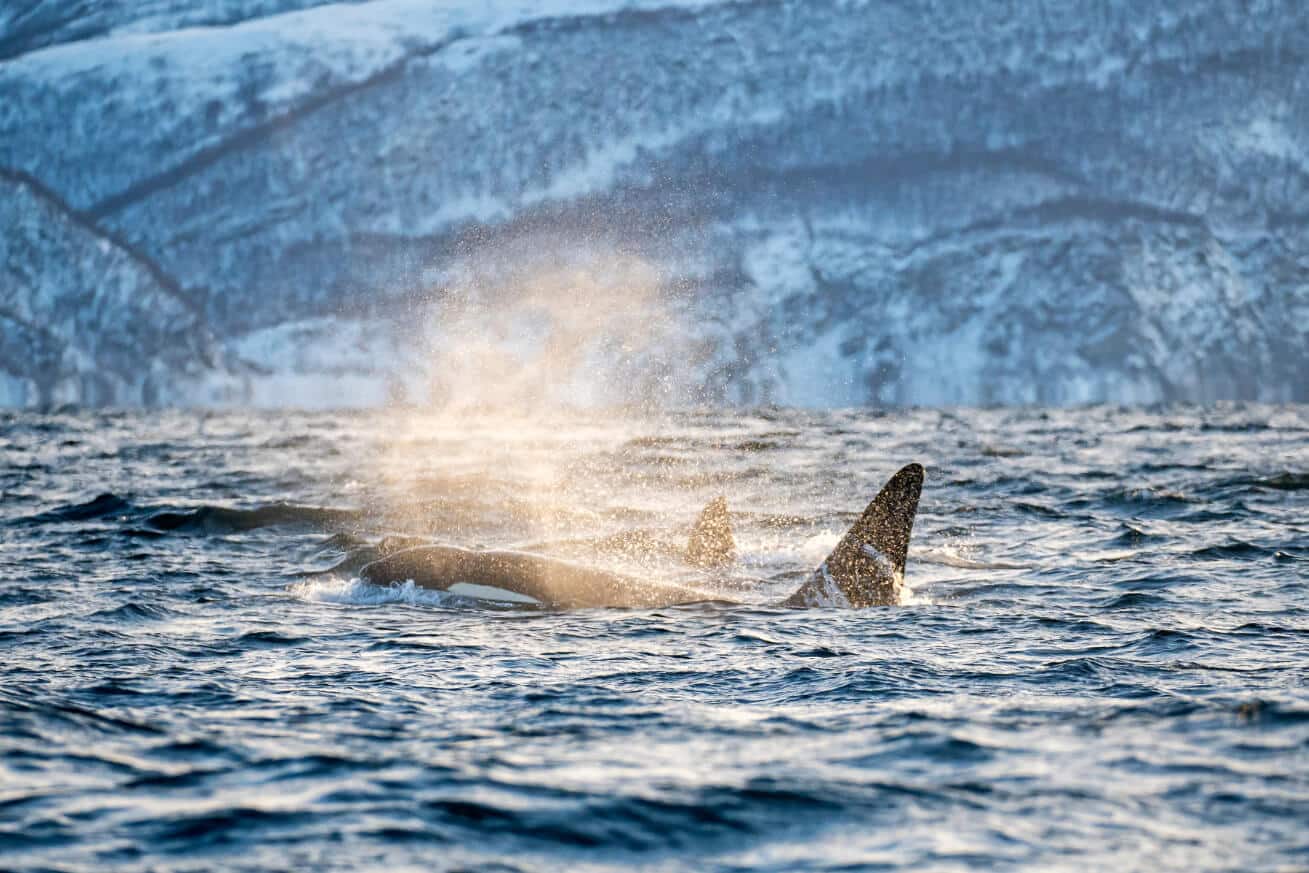 best place to see orcas